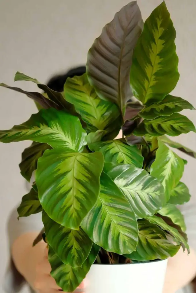 Calathea Warscewiczii 