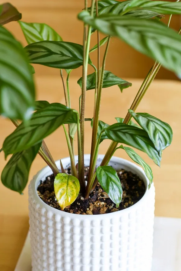 Ctenanthe Setosa with yellow leaf