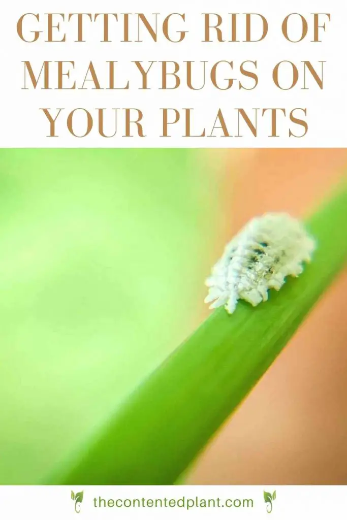 Getting rid of mealybugs on your plants-pin image