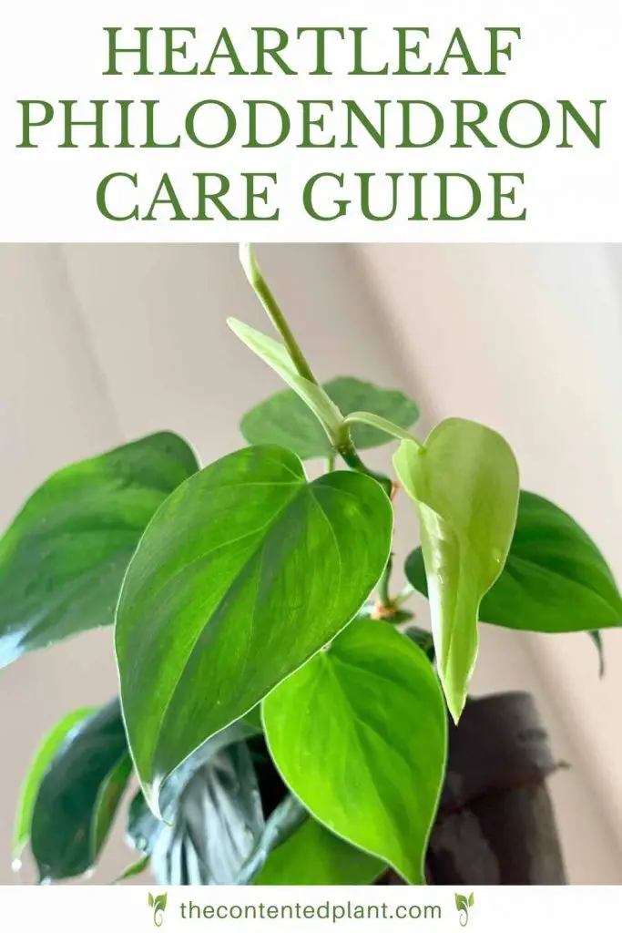 Heartleaf philodendron care guide-pin image