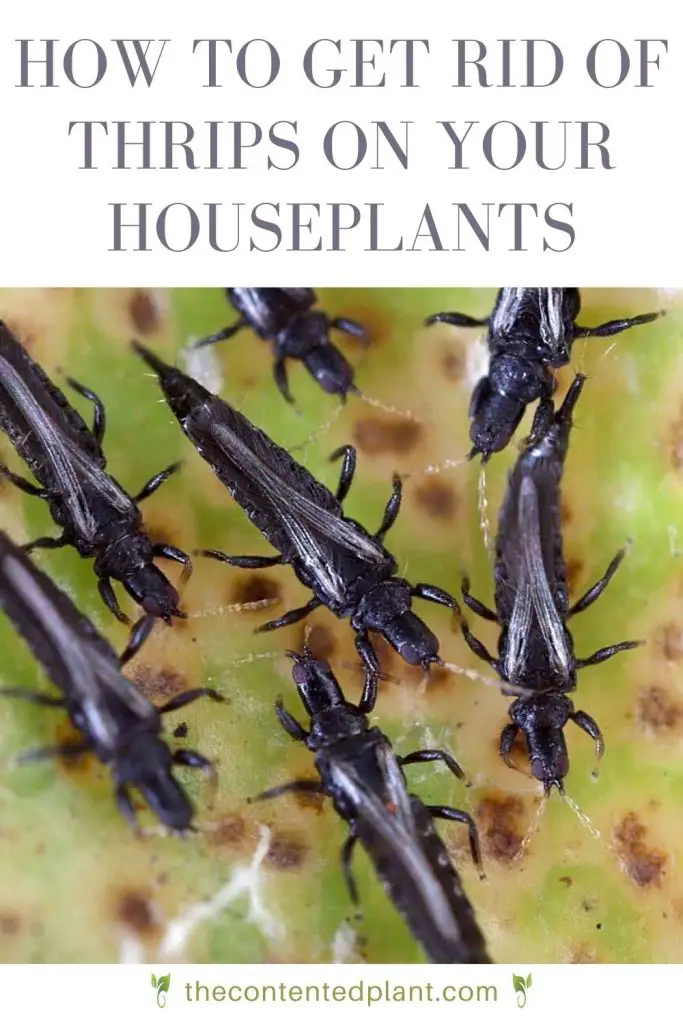 How to get rid of thrips on your houseplants-pin image