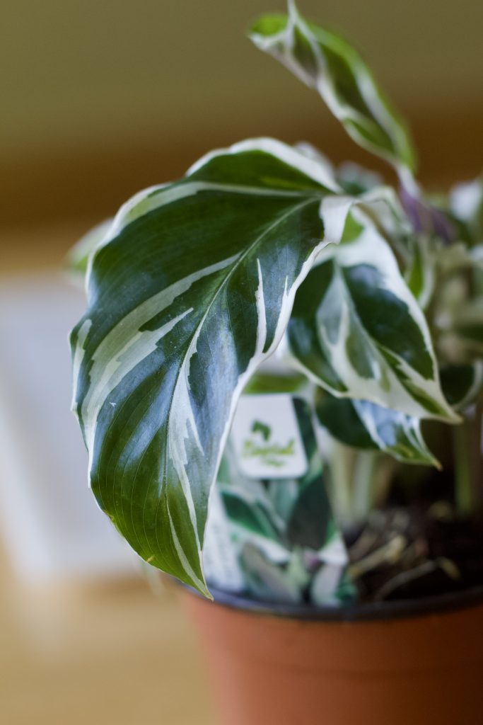leaf variegation and color detail for the white fusion calathea