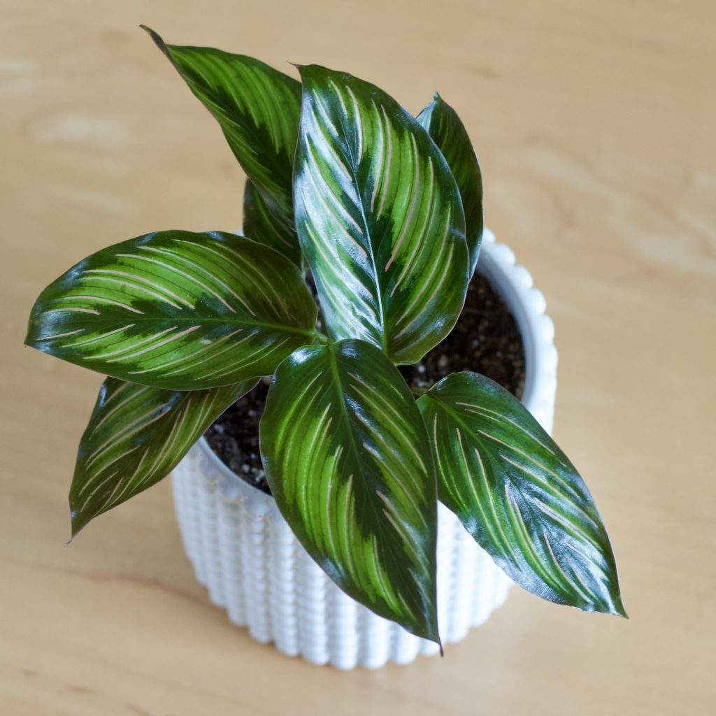 calathea beauty star in hobnail pot