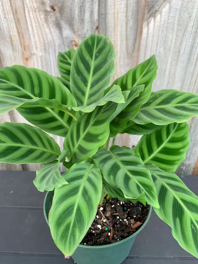 Calathea Zebrina