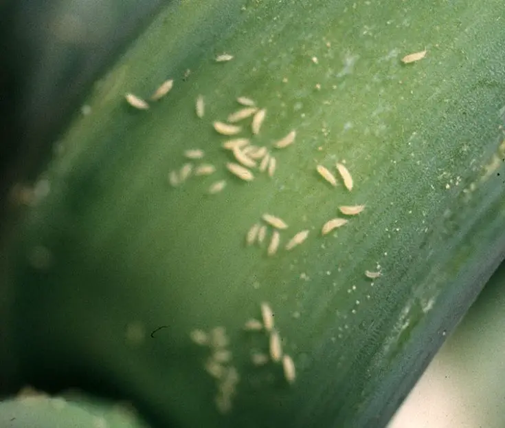 How to Get Rid Of Thrips On Houseplants The Contented Plant