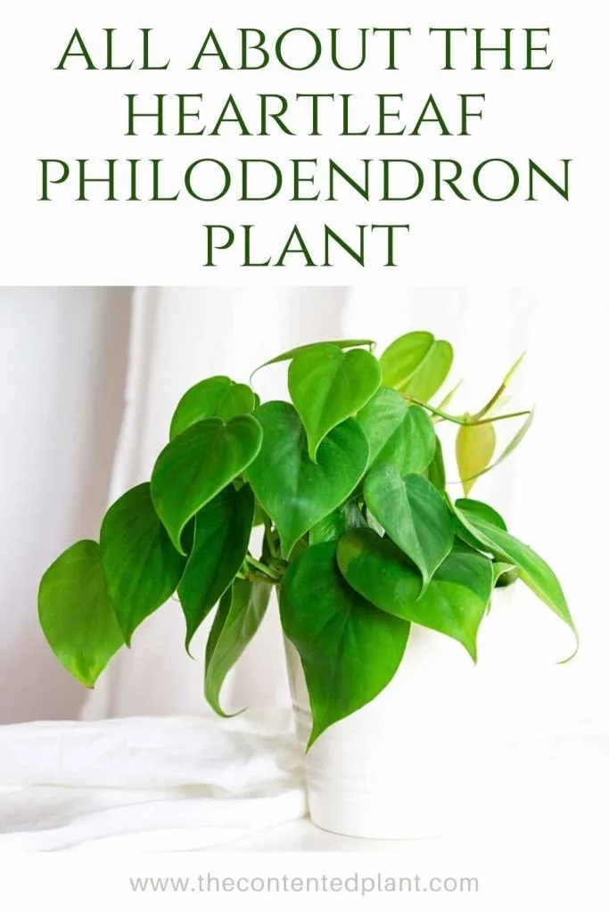 All about the heartleaf philodendron plant-pin image