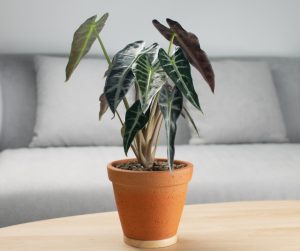 alocasia bambino plant