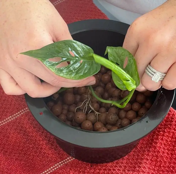 arranging roots into leca clay balls