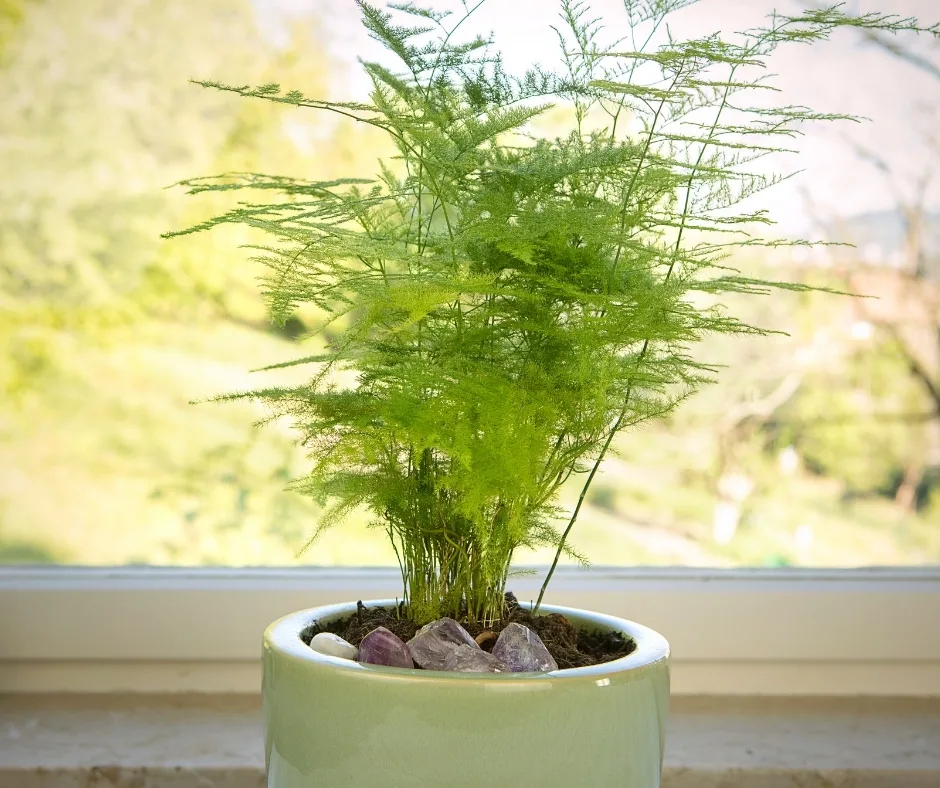 Potted Asparagus Fern