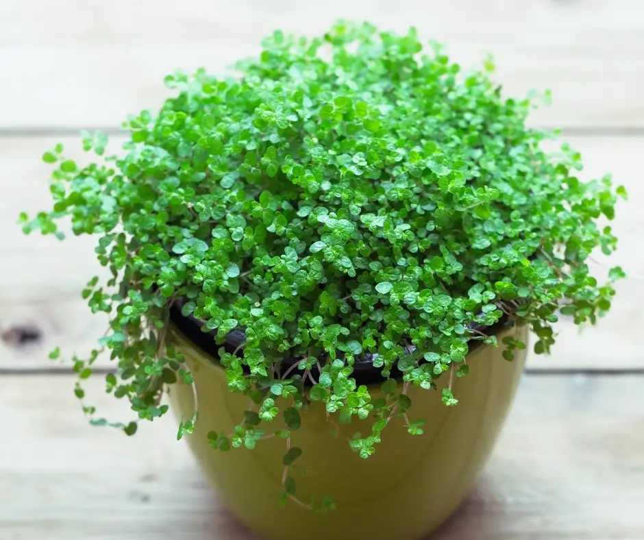 baby tears plant potted