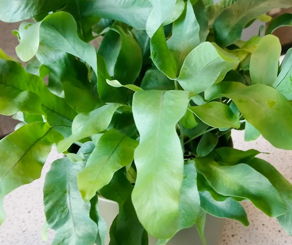 blue star fern leaves close up