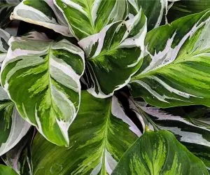 calathea white fusion