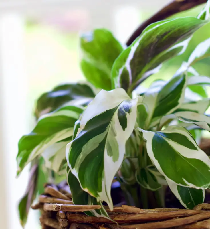 fusion white calathea close up