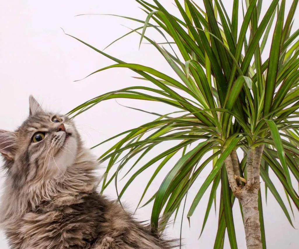 are yucca plants poisonous to dogs and cats