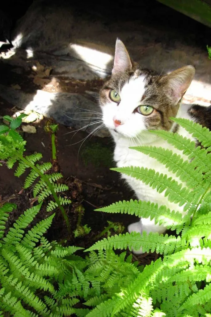 cat with plant