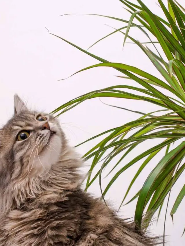 Non Toxic Plants For Pets And Children The Contented Plant non-toxic-plants-for-pets-and-children-the-contented-plant
