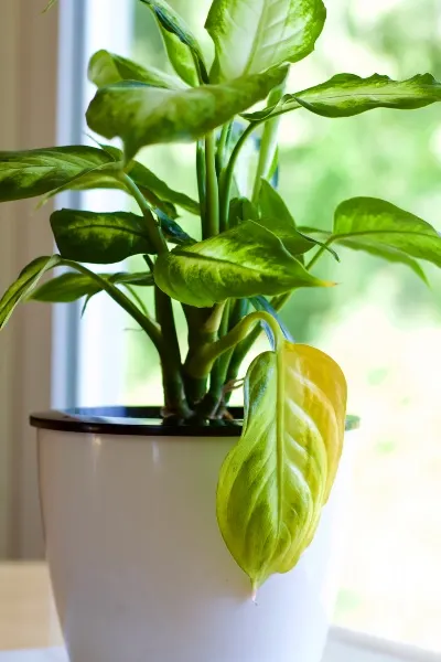 arrowhead plant care yellow leaves