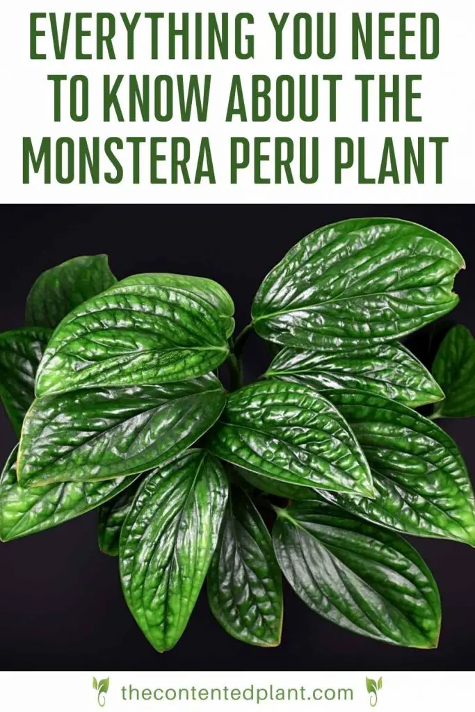 Everything you need to know about the monstera peru plant-pin image