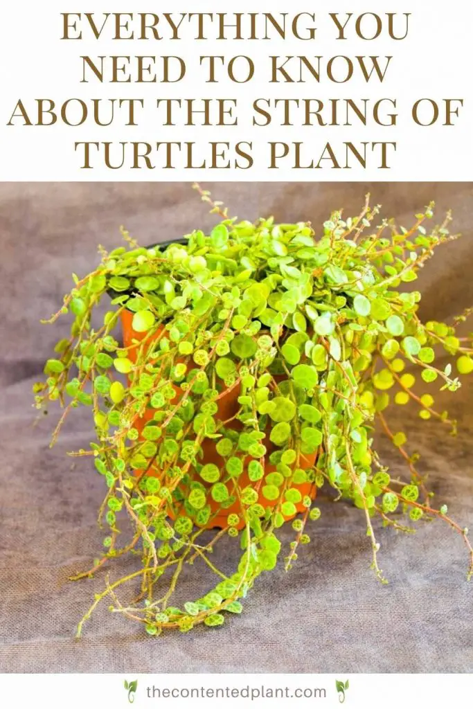 Everything you need to know about the string of turtles plant-pin image