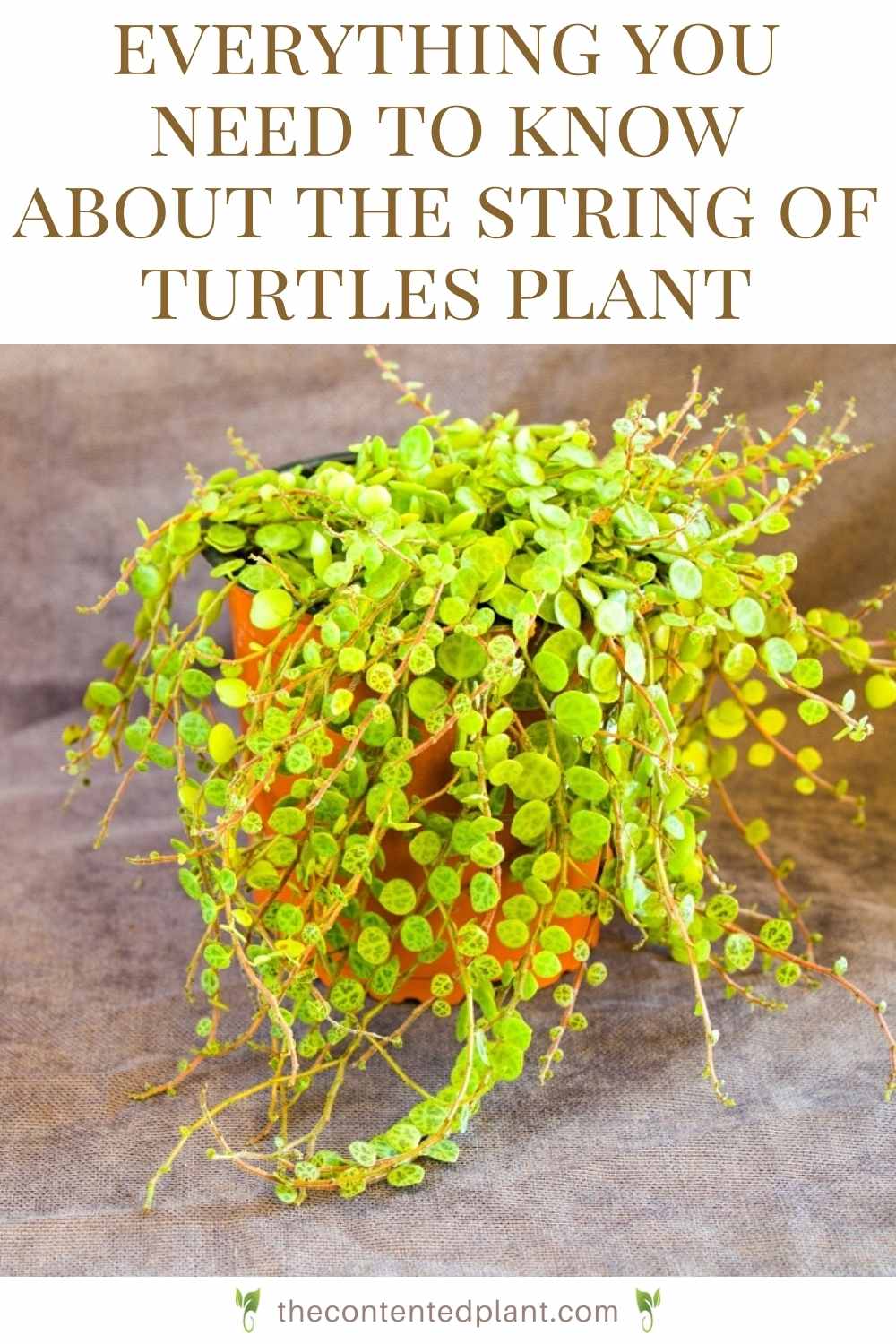 String of Turtles Plant Care Guide and Profile - The Contented Plant