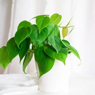 heart leaf philodendron plant