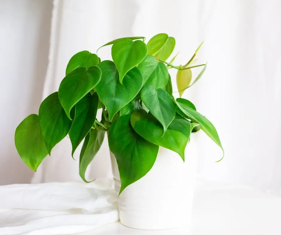 heart leaf philodendron air filtering plant