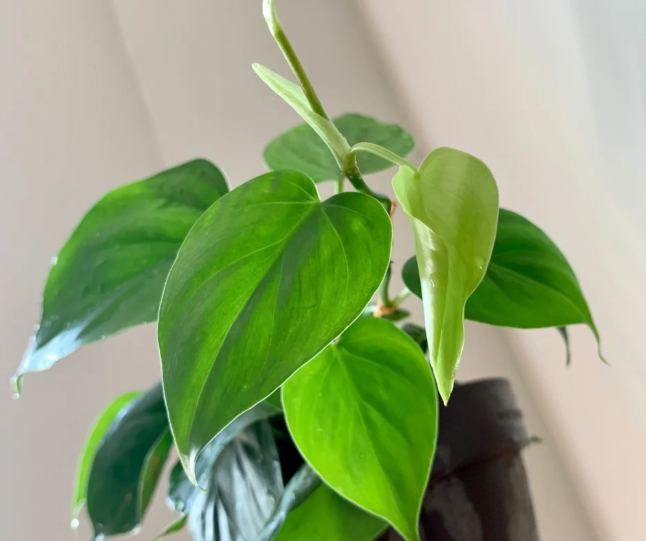 heartleaf philodendron plant leaves