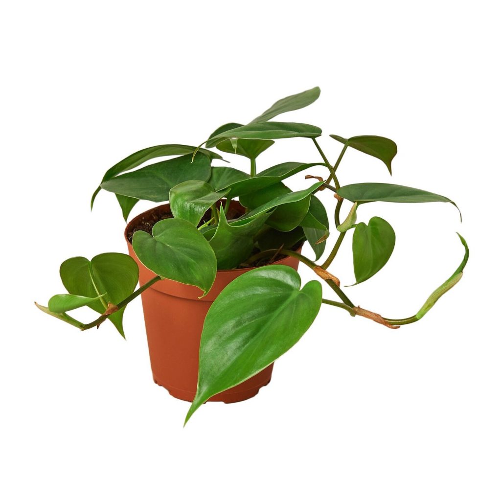 philodendron heartleaf sale