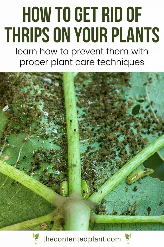 How to get rid of thrips on your plants-pin image