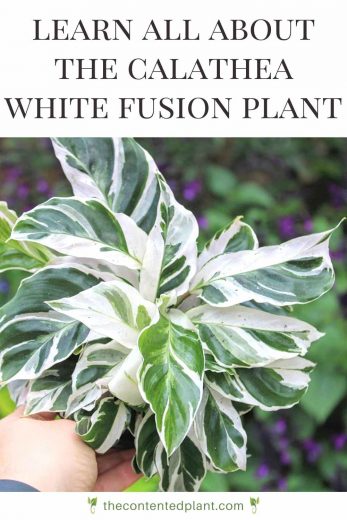 Calathea White fusion Care Guide and Plant Profile - The Contented Plant