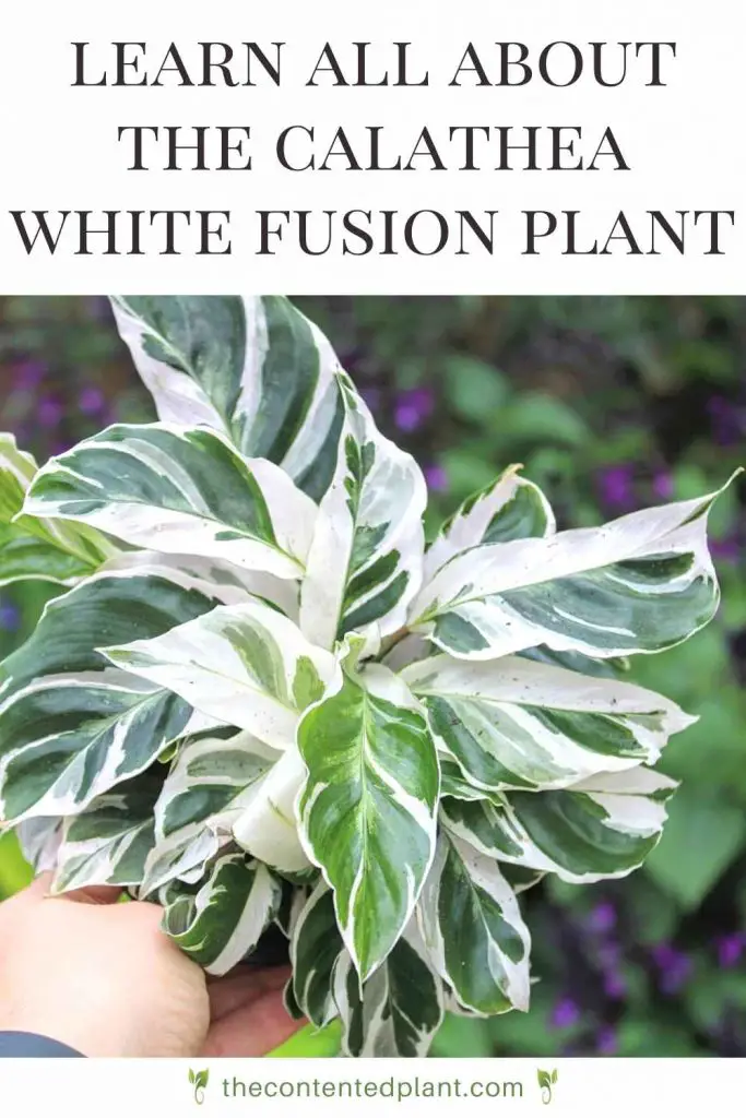 Learn all about the calathea white fusion plant-pin image