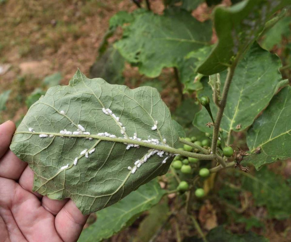 How to get rid of MealyBugs The Contented Plant
