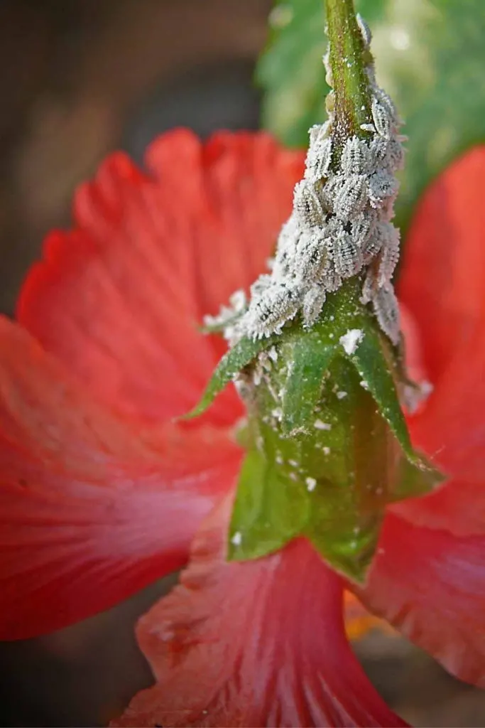 how to get rid of mealybugs on plants and flowers. A colony of mealybugs