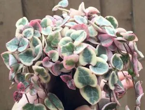 variegated string of hearts