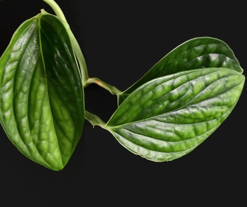 Close up view of monstera peru leaves