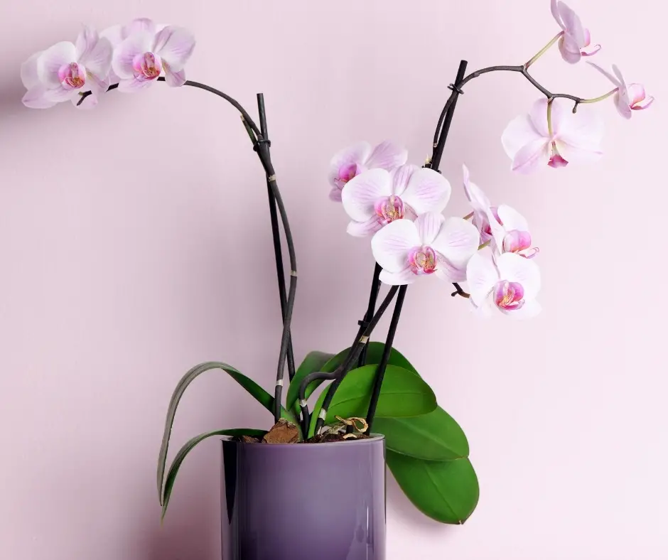 Orchid plant in pot