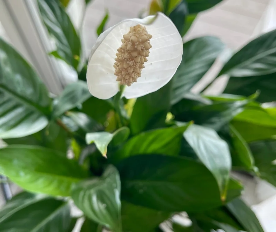 are peace lilies toxic to cats reddit