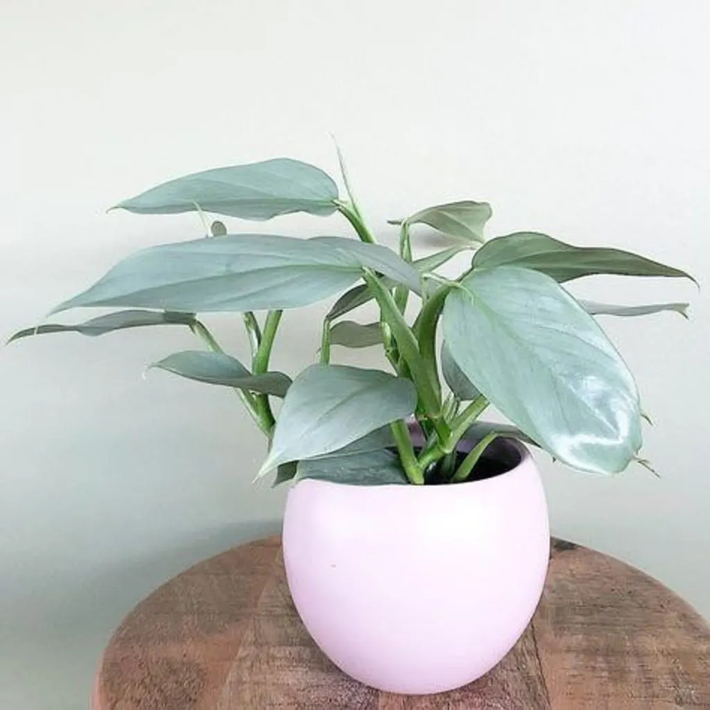 philodendron hastatum etsy