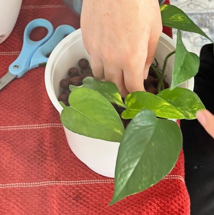 planting bare root water propagation golden pothos in leca balls