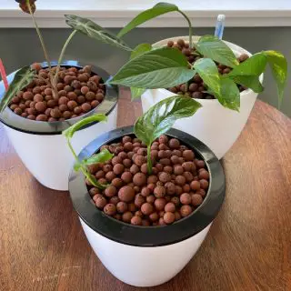plants in leca balls