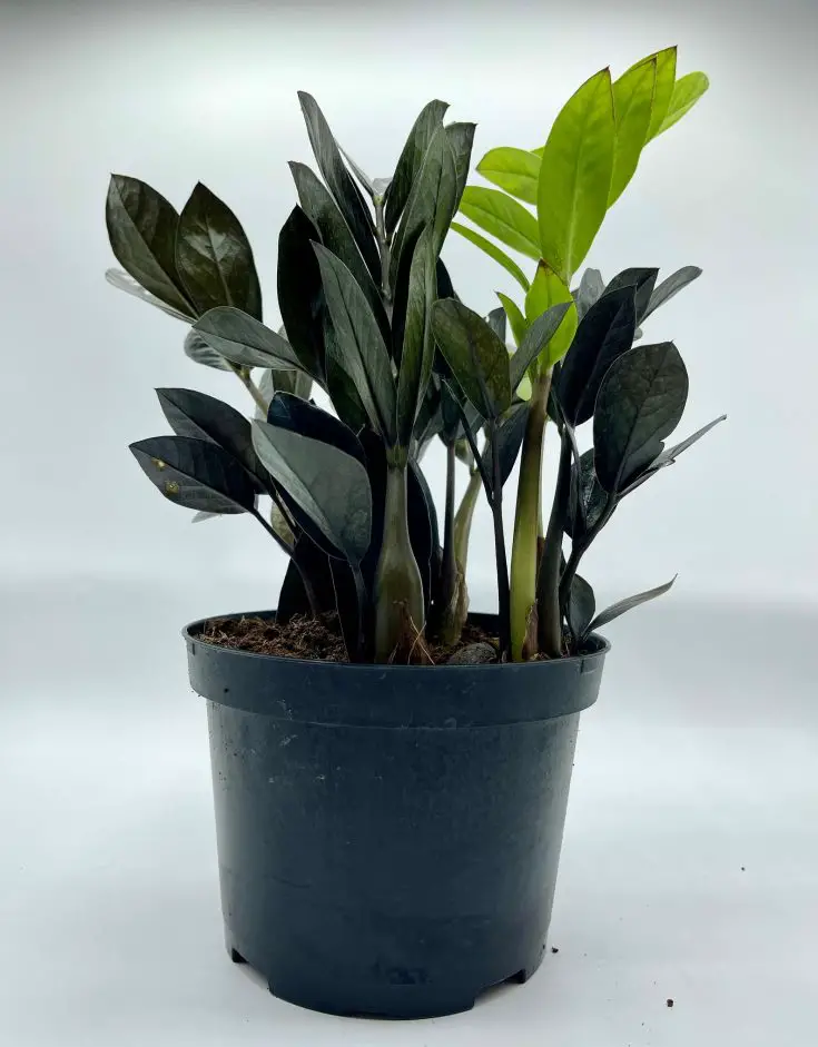 Raven ZZ Plant Care and Profile - The Contented Plant