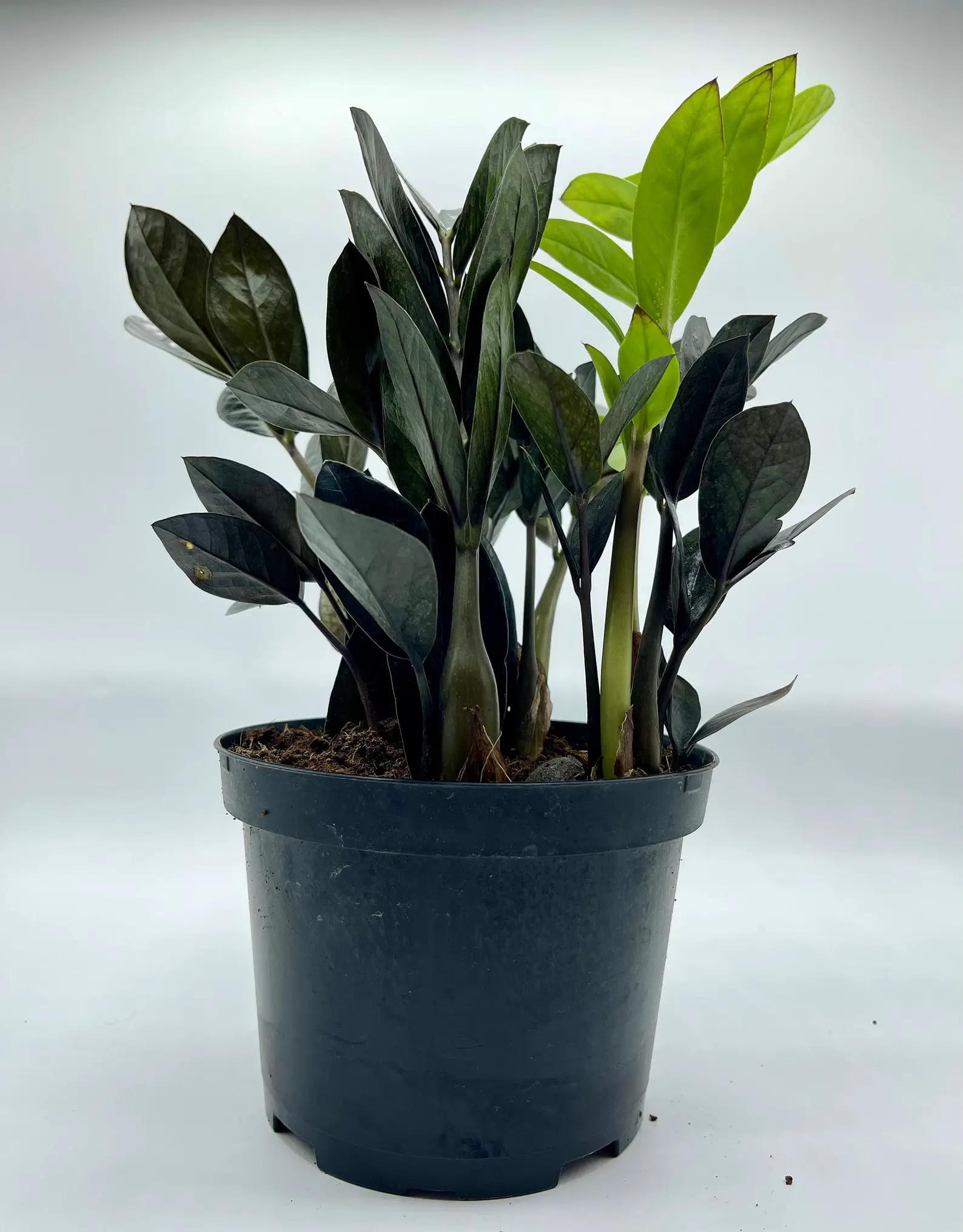 Raven ZZ Plant Care and Profile The Contented Plant