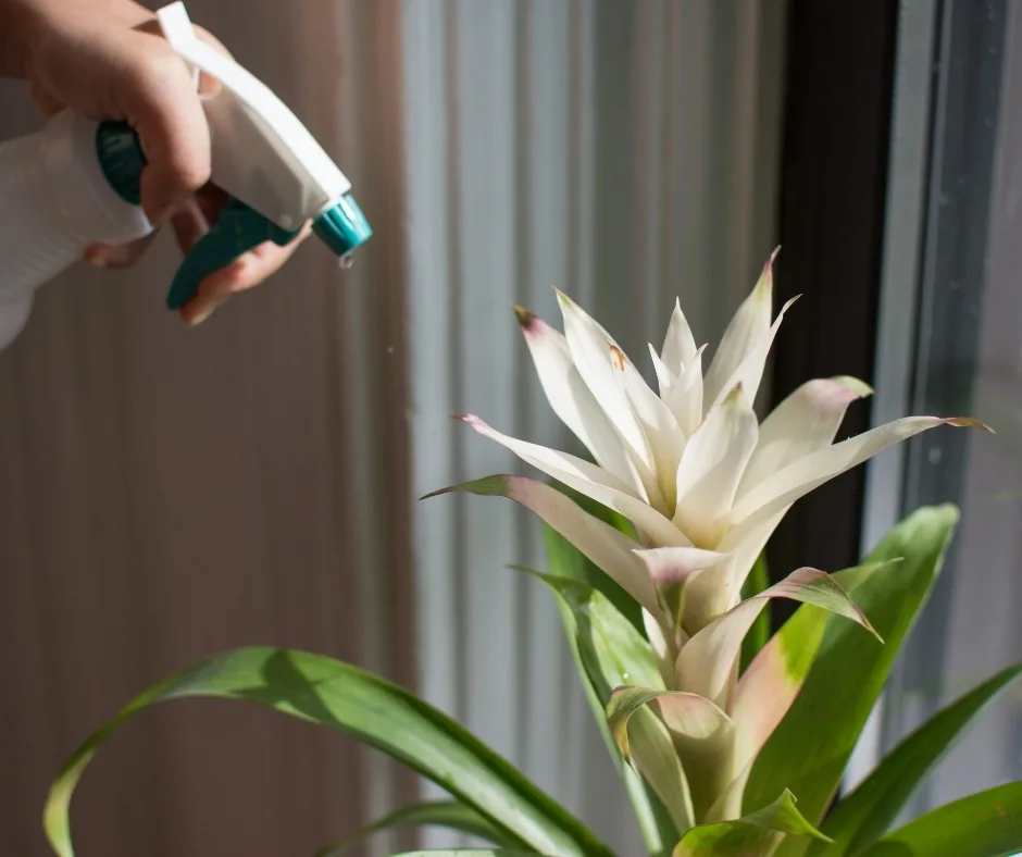 spraying houseplant aphids