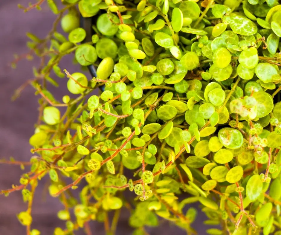 string of turtles plant close up