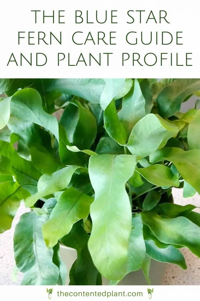 The blue star fern care guide and plant profile-pin image