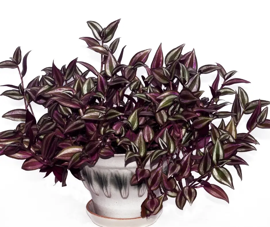 tradescantia zebrina potted