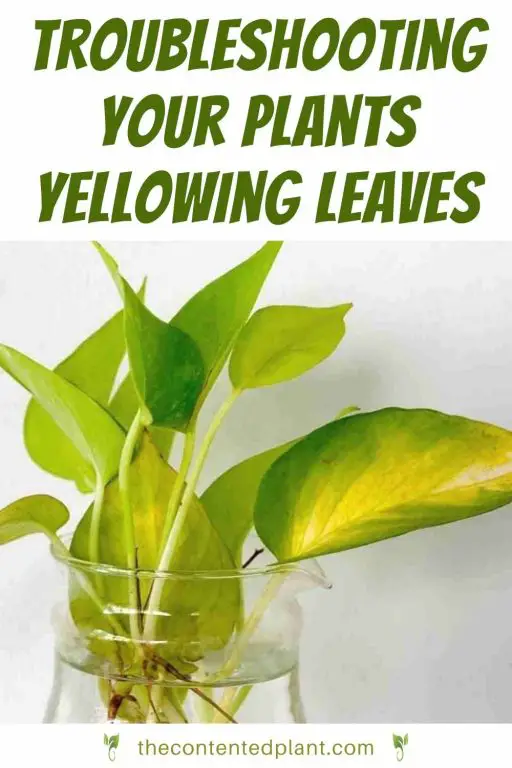 7 Reasons Your Plant Has Yellowing leaves - The Contented Plant