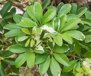 variegated umbrella tree plant