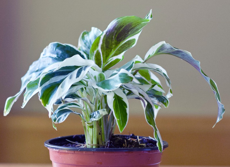 Calathea White Fusion-Groovy plants purchase