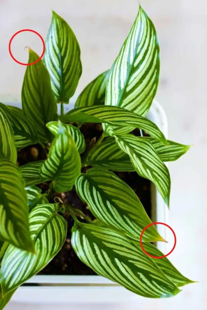 calathea vietata with yellowing leaf tips